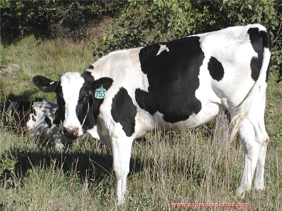 Moo!