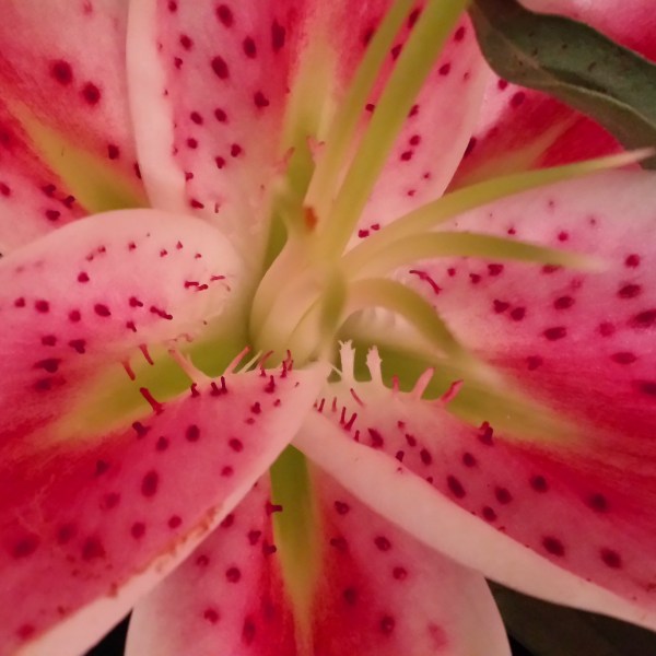 lily image